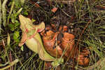 Purple pitcherplant